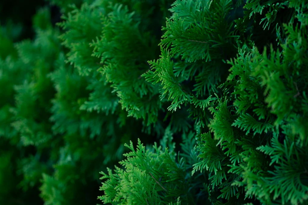 Objektyvas Sigma 56mm F1.4 DC DN Z-mount + 5 METŲ GARANTIJA