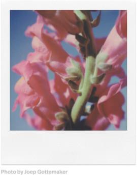 POLAROID SPALVOTA PLĖVELĖ SX-70