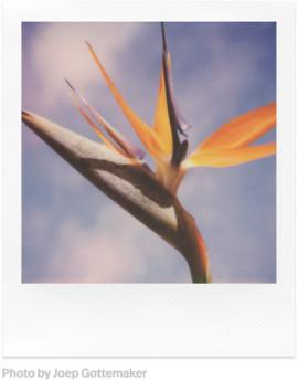 POLAROID SPALVOTA PLĖVELĖ SX-70