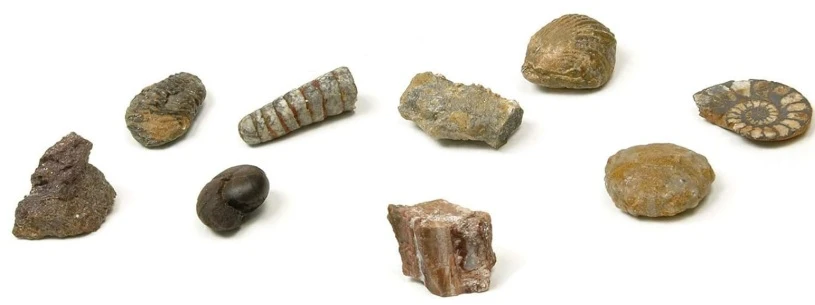 Fosilijų rinkinys: 1 didelė, 6 mažesnės