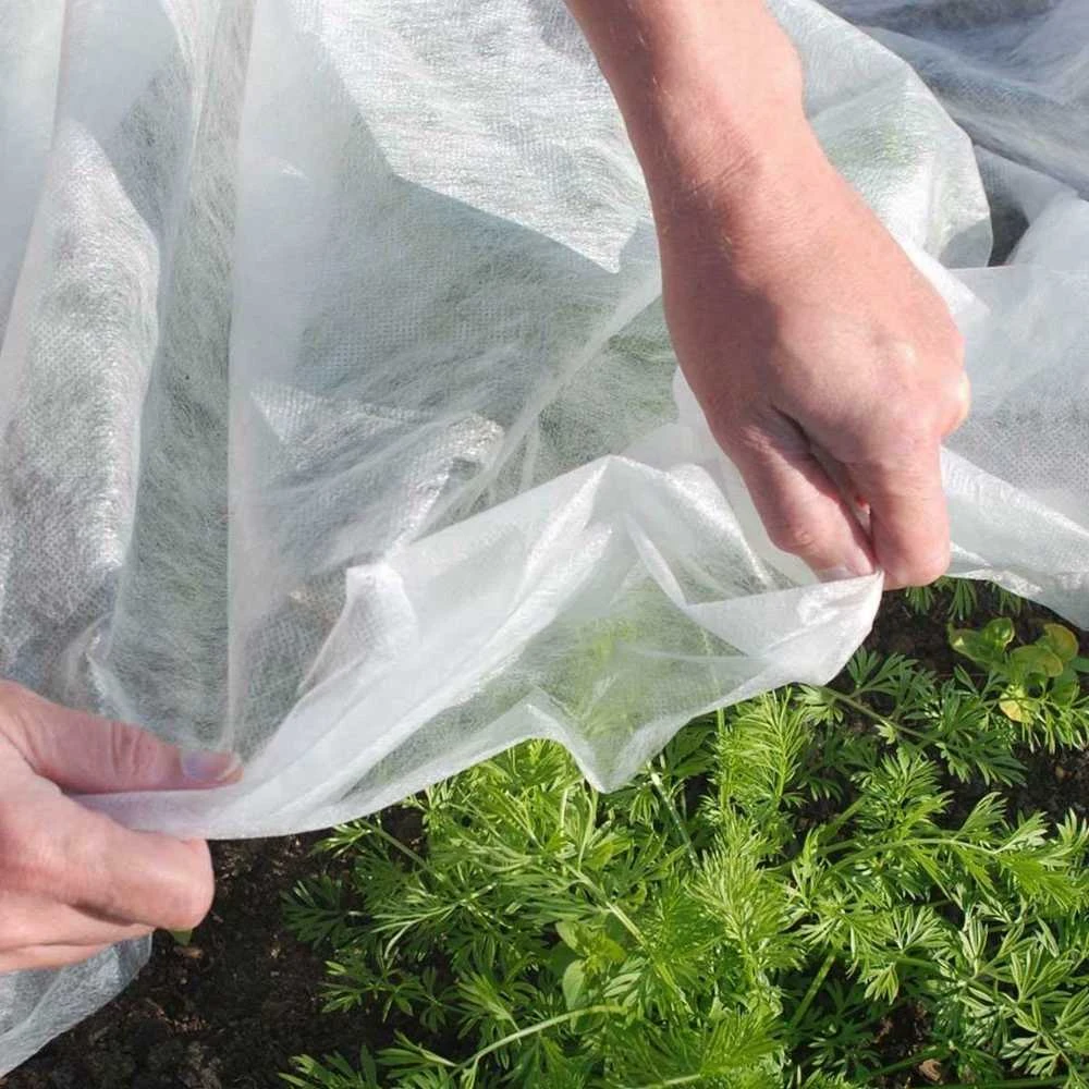 Agroplėvelė pavasarinė, dengianti daržo augalus