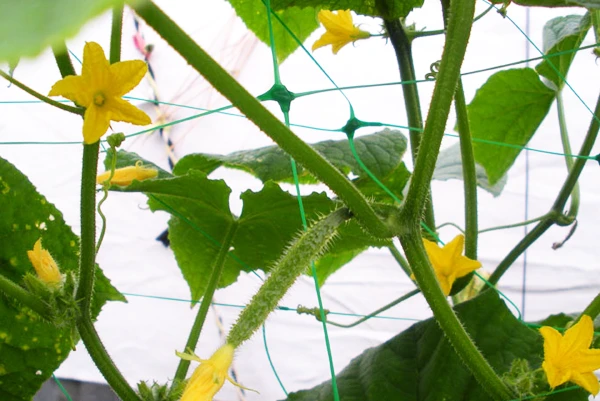 Bradas SIATKA PODPORA DO ROŚLIN PNĄCYCH PLANT NET 2x10m