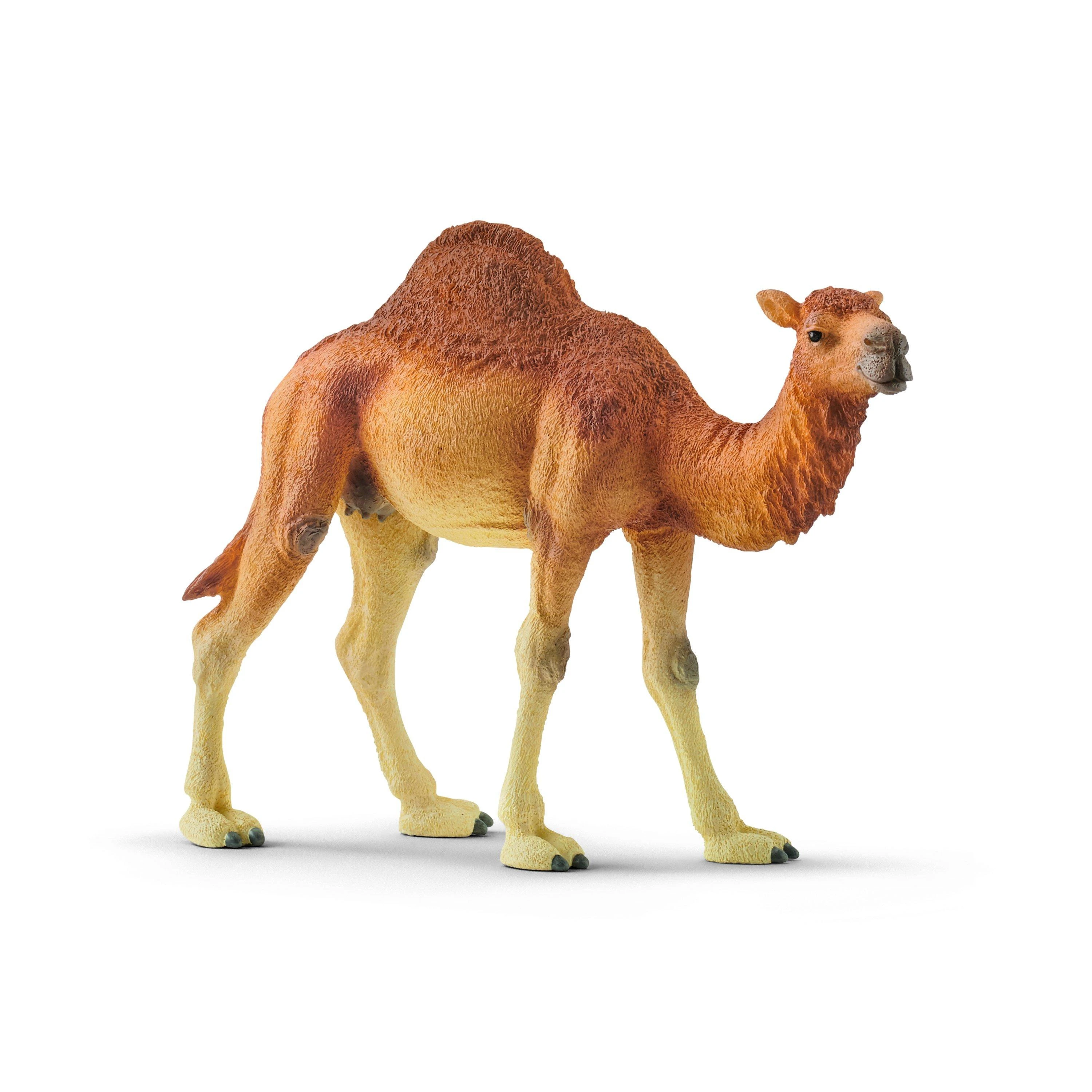 Schleich figūrėlė Vienkupris kupranugaris