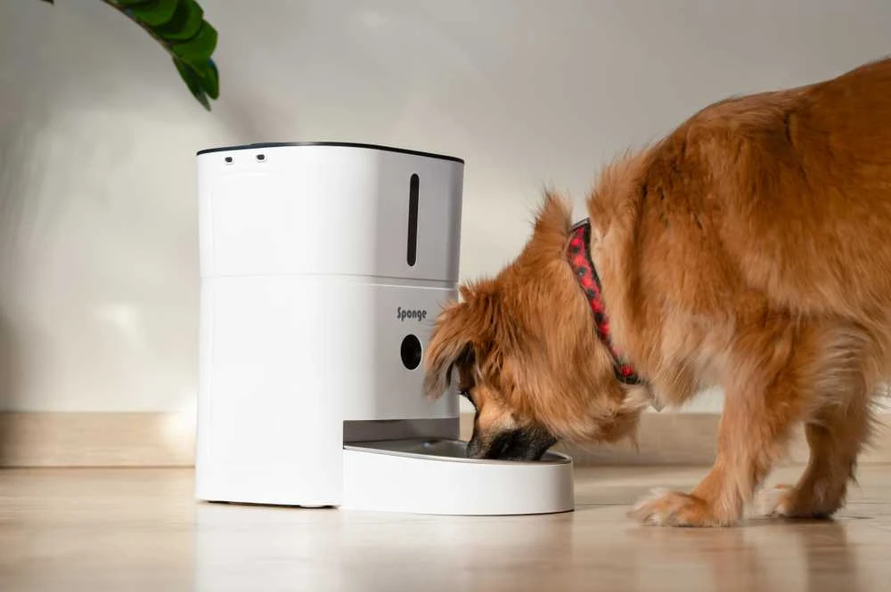 Išmanus maisto dozatorius Sponge Pet Feeder Smart Camera, baltas