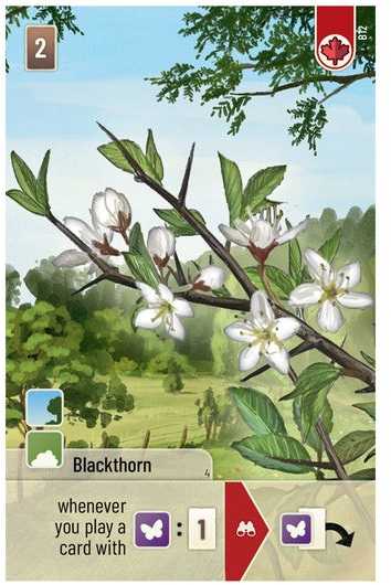 Lookout Games Forest Shuffle: Woodland Edge