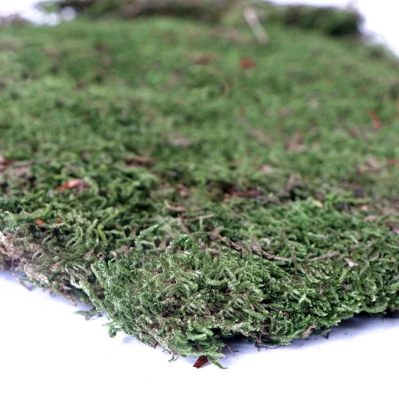 Aquario Terrario forest moss (miško samana) 28x35 cm