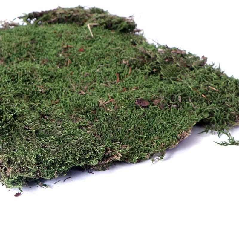 Aquario Terrario forest moss (miško samana) 28x35 cm
