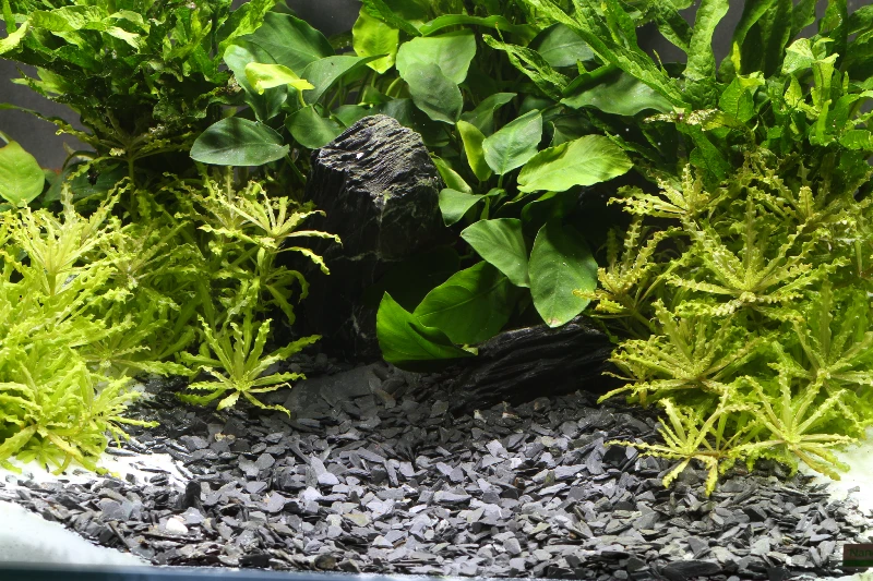 Dennerle Kongo 3-8mm, 5kg