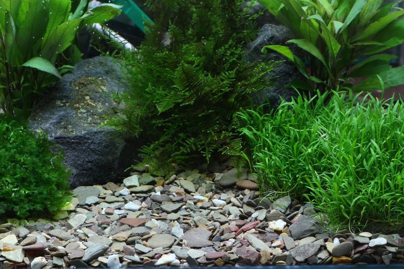 Dennerle Plantahunter Rio Xingu 2-22mm, 5kg