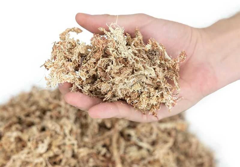 Sphagnum samanos 150g