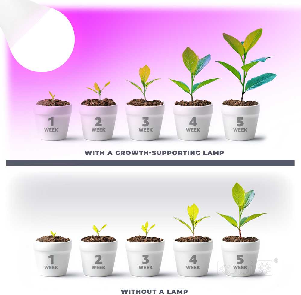 11W LED augalų auginimo lemputė PLANTY, E27, balta, 1200K
