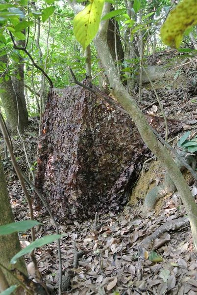 Tragopan Camo maskuojantis tinklas sniegas 3x3 m