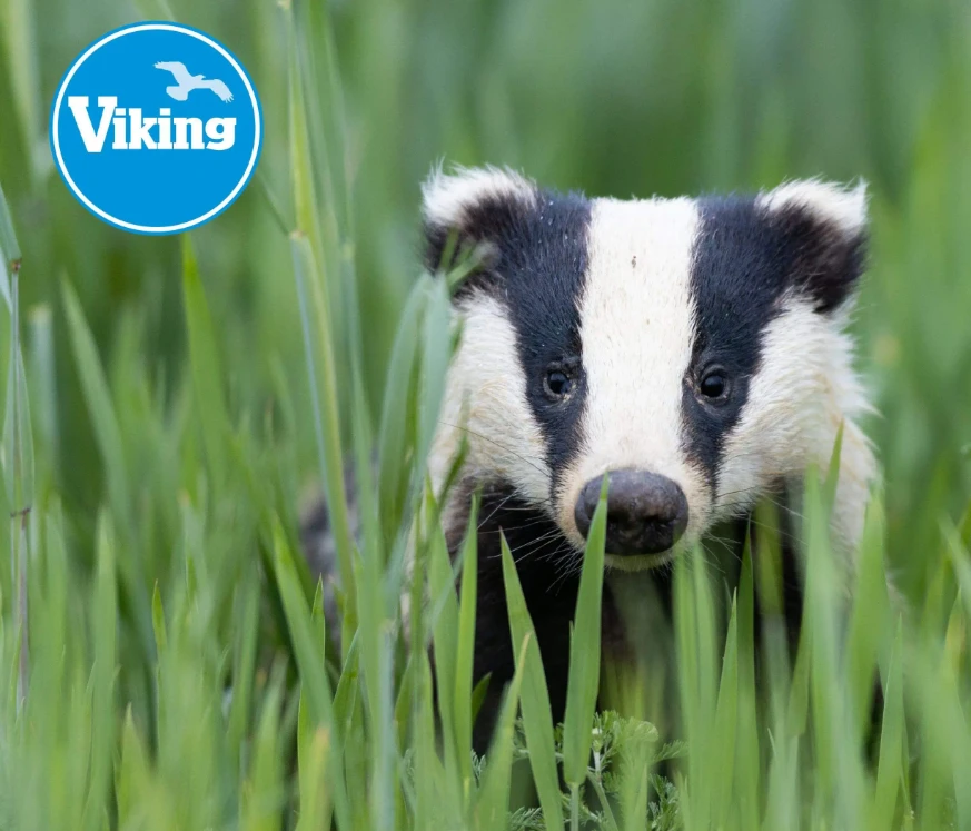 Žiūronai VIKING BADGER 10x50