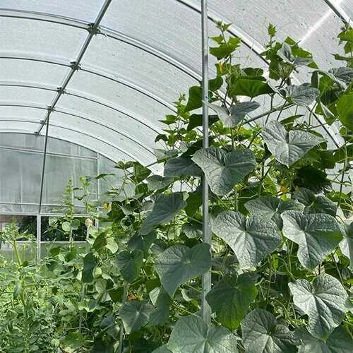 Šiltnamis FERMERIS TITAN (plotis 6m) danga 6mm, Šiltnamio ilgis: Šiltnamio ilgis 14m