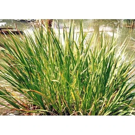 Balinio ajero šaknis Vacha Calamus, malta, Seyfried, 50g
