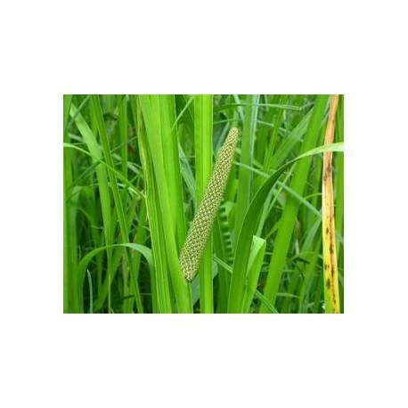 Balinio ajero šaknis Vacha Calamus, malta, Seyfried, 50g