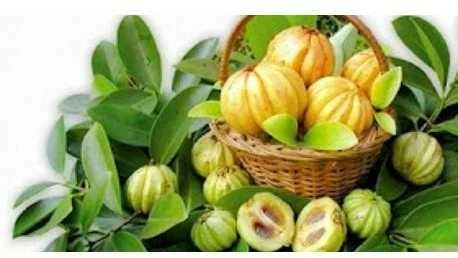 Ayumi Naturals Briaunuotoji kambodžinė garcinija Garcinia, ekologiška, Planet Ayurveda, 60 kapsulių