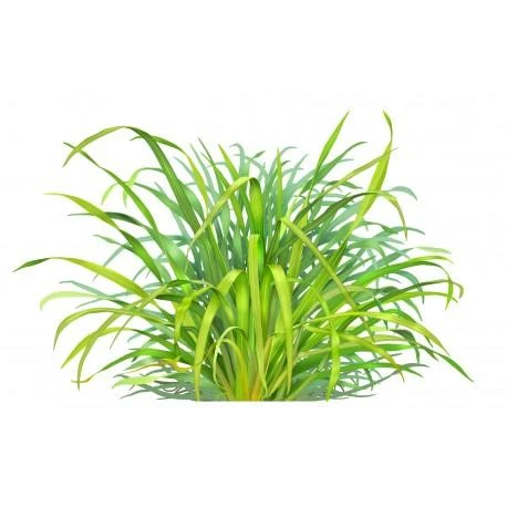 Citrinžolių eterinis aliejus Lemongrass, Sattva Ayurveda, 10ml