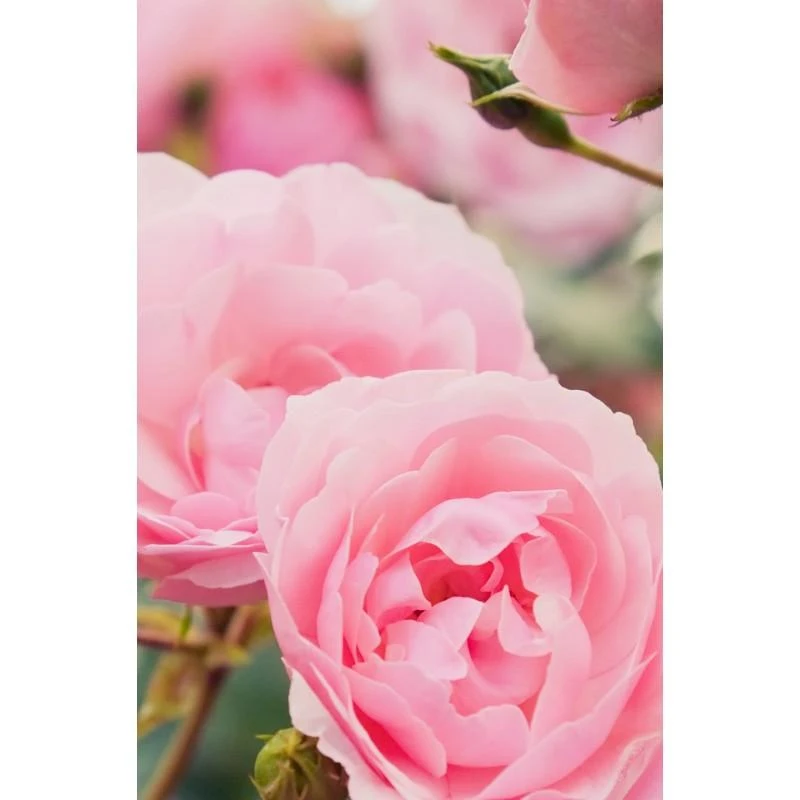 Atstatantis plaukų aliejus Rose Repair, Khadi, 50 ml