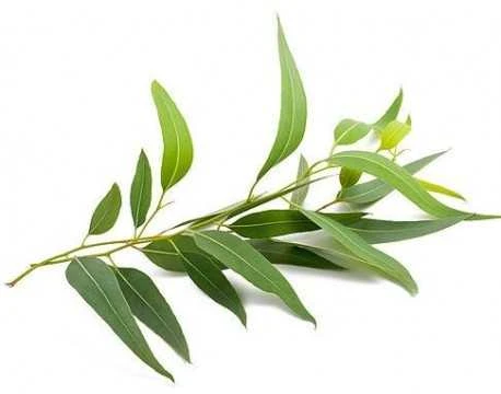 Eukaliptų eterinis aliejus Eucalyptus, Sattva Ayurveda, 10ml