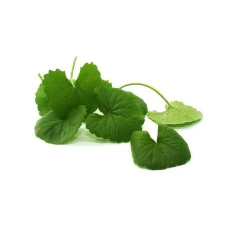 Ayumi Naturals Maisto papildas Gotu Kola, Planet Ayurveda, 60 kapsulių