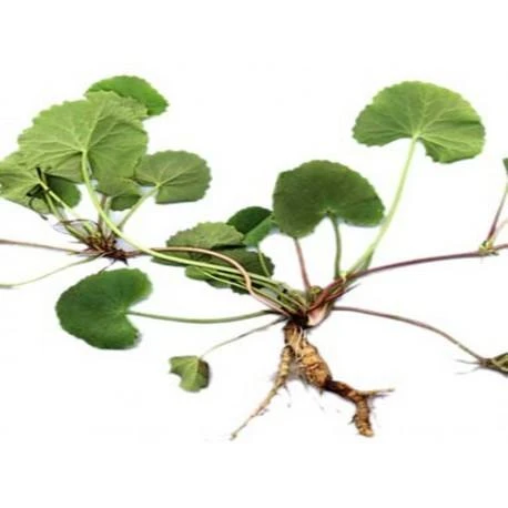Ayumi Naturals Maisto papildas Gotu Kola, Planet Ayurveda, 60 kapsulių