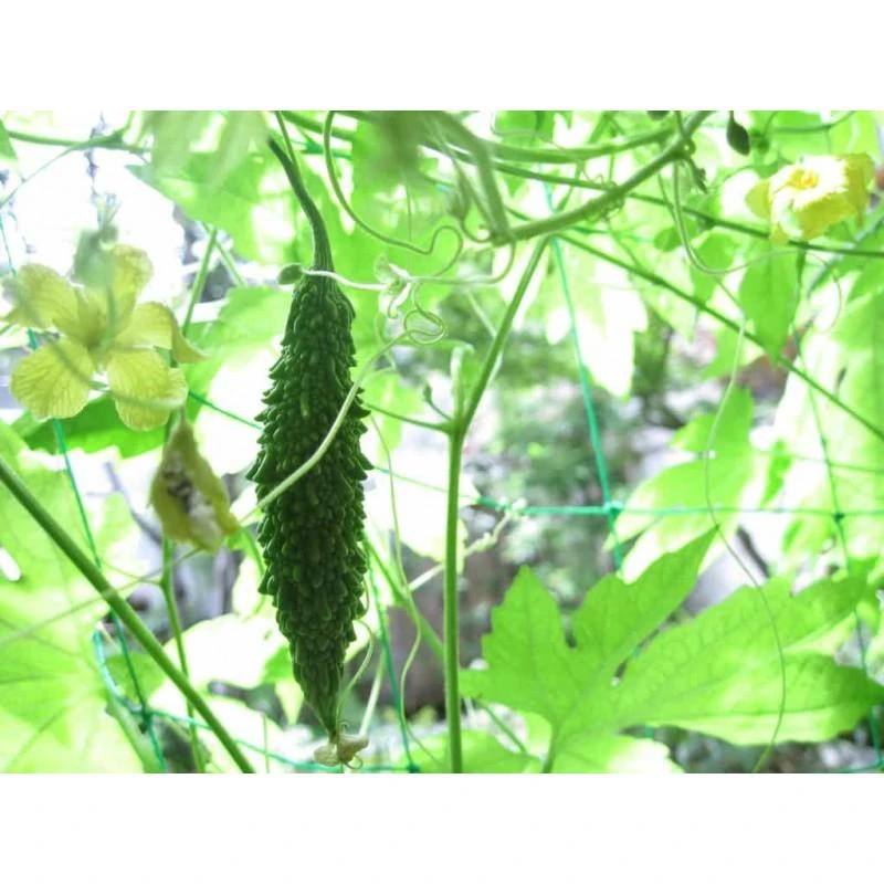 Ayumi Naturals Kartusis melionas Karela, Planet Ayurveda, ekologiškas, 60 kapsulių