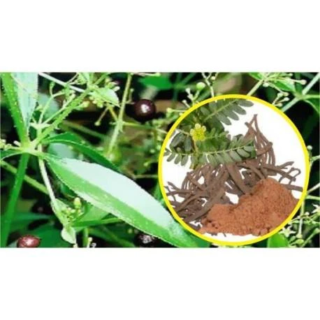 Ayumi Naturals Maisto papildas Manjishtha, ekologiška, Planet Ayurveda, 60 kapsulių