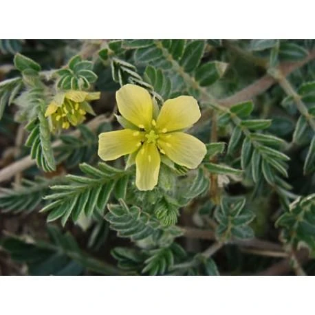 Ayumi Naturals Gulsčioji ragužė Tribulus Power, ekologiška, Planet Ayurveda, 60 kapsulių