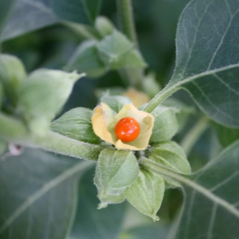 Ayumi Naturals Migdomoji vitanija Ašvaganda Ashwagandha, ekologiška, Planet Ayurveda, 60 kapsulių