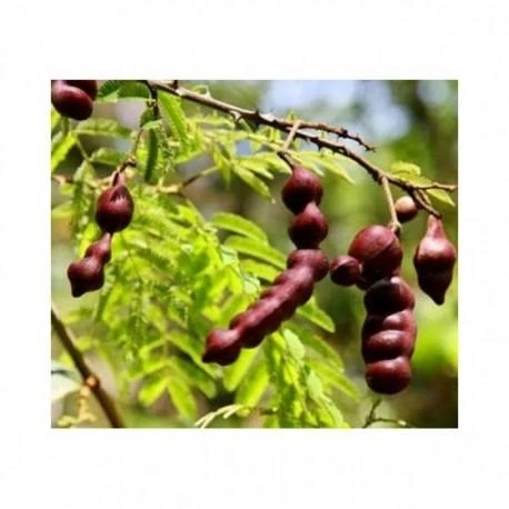 Plaukų kaukės ir šampūno milteliai Shikakai, Sattva Ayurveda, 100g