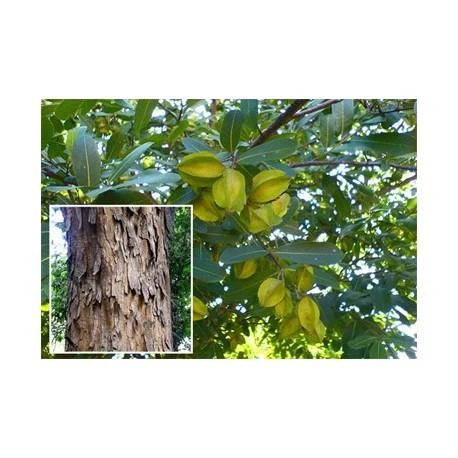 Ayumi Naturals Plikasis viršūklis Arjuna, ekologiškas, Planet Ayurveda, 60 kapsulių