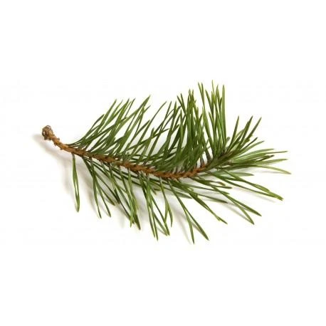Pušų eterinis aliejus Pine, Sattva Ayurveda, 10ml