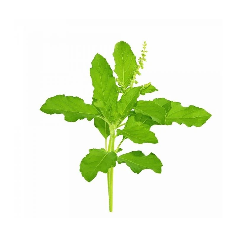 Ayumi Naturals Siauralapis bazilikas Tulsi, Planet Ayurveda, 60 kapsulių