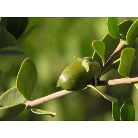 Simondsijų aliejus Jojoba, šalto spaudimo, grynas, 1l