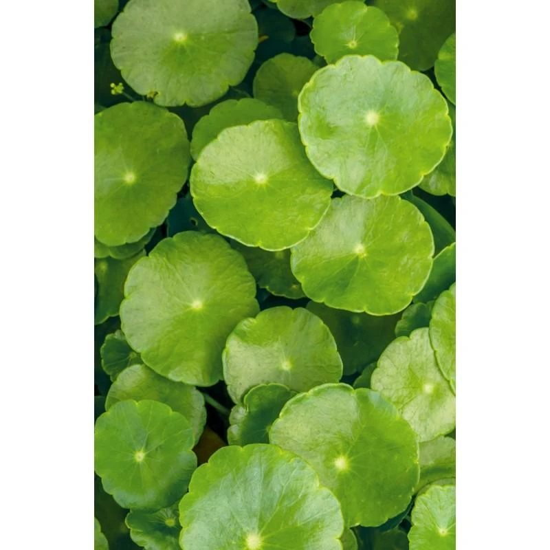 Spalvą saugantis plaukų aliejus Color Care, Khadi, 50 ml
