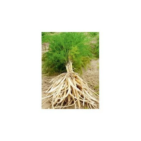 Ayumi Naturals Standusis smidras Shatavari Šatavari, ekologiškas, Planet Ayurveda, 60 kapsulių