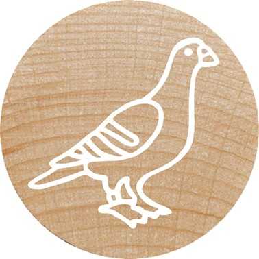 Colop COLOP WOODIES Stempel-Set ''exotic Animation'' retail