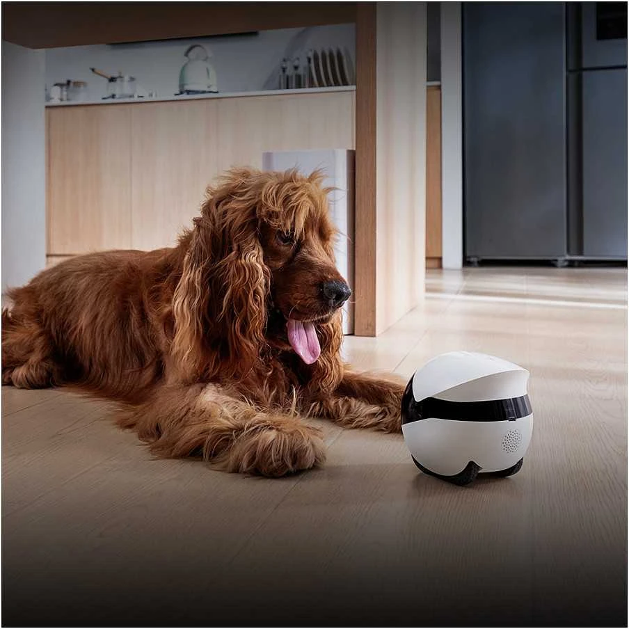 Namų robotas kompanijonas Enabot EBO Air 2 Plus FamilyBot su stebėjimo ir skambučių funkcija, baltas