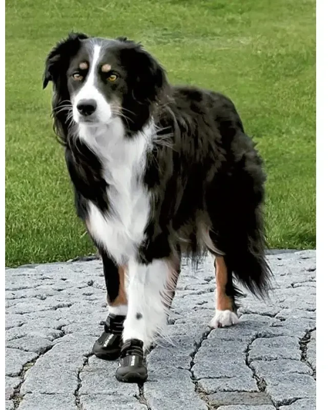 Trixie Walker Active apsauginiai batukai šuniui, M-L, 2vnt., juodi