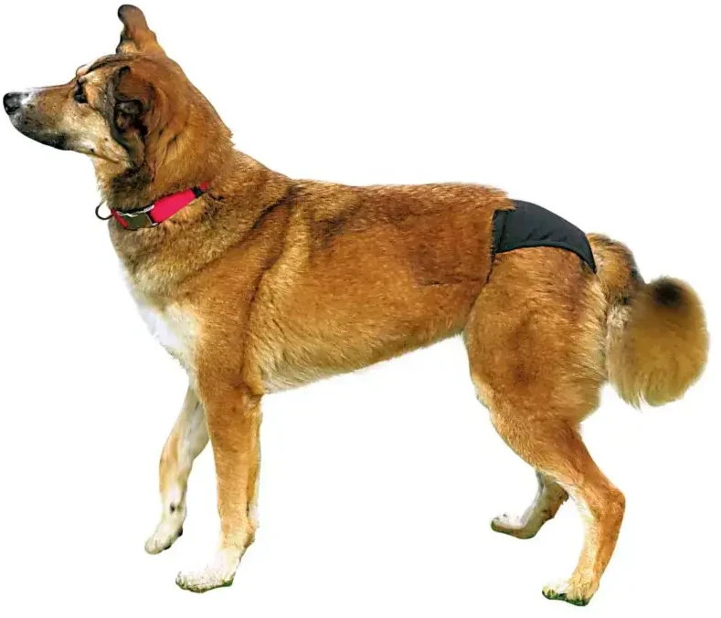 Trixie Kelnaitės kalėms XL, 60-70 cm, juodos