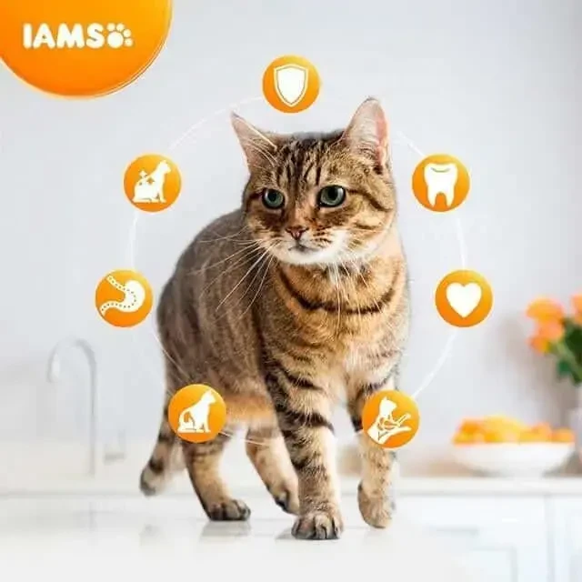 IAMS sausas pašaras naminėms katėms su vištiena, 2kg