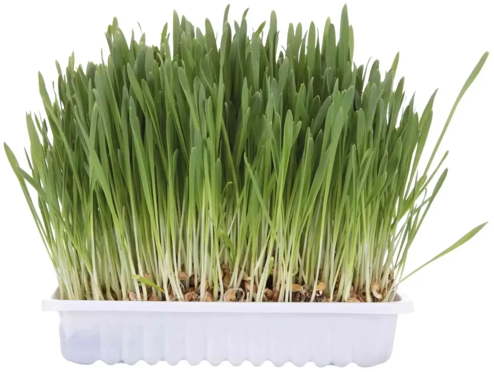 Trixie Žolė natūrali katėms 100g maišelyje MR