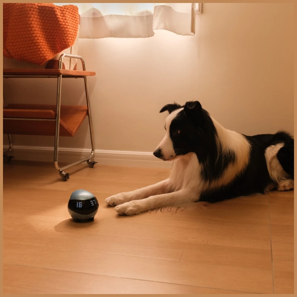 Enabot - EBO AIR 2 - namų, mobilus stebėjimo robotas (rožinė)