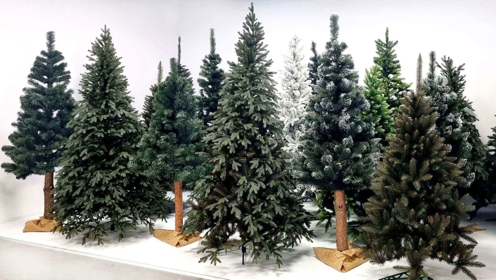Kalėdų eglutė Springos deimantinė pušis 200 cm