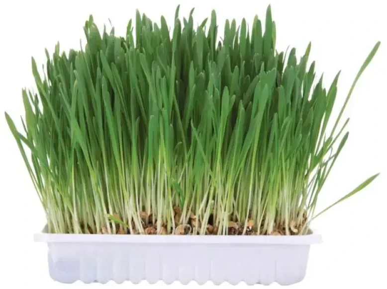 Trixie TRAWA graužikams W POJEMNIKU 100gr