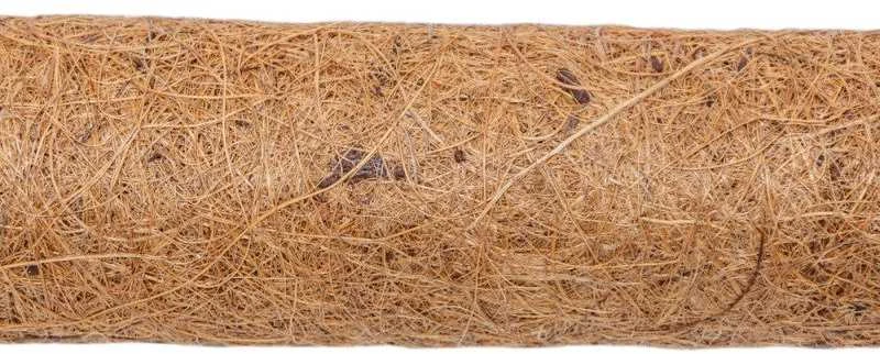 Atraminis kuolas su kokoso plaušu, 120 cm