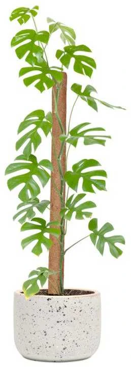 Atraminis kuolas su kokoso plaušu, 90 cm