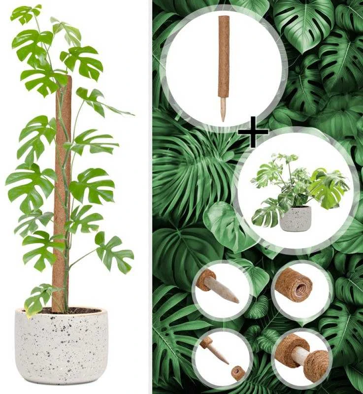 Atraminis kuolas su kokoso plaušu, 90 cm