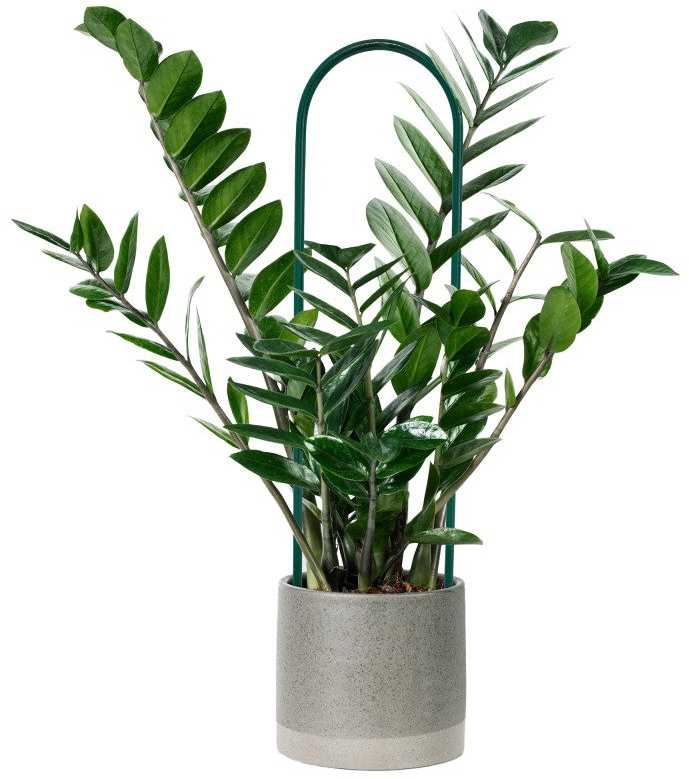Metalinė augalų atrama "Lankas", 90 cm